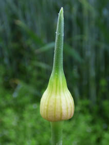 Allium vineale